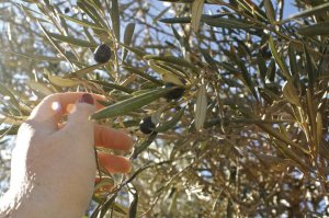 Picking olives at a grove in Nazareth.